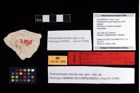 Foto (Objekt + Etikett) von Pretrizocheles cocullo (Fraaije et al., 2019)  (NHMW-GEO-2017-0093-0005)